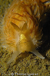 unkown nudi in the Netherlands, D200 by Thomas Lueken 